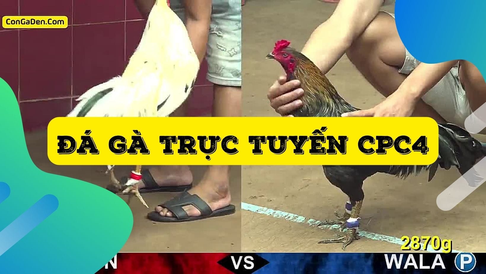 Xem đá gà trực tiếp CPC4 - ConGaDen C4