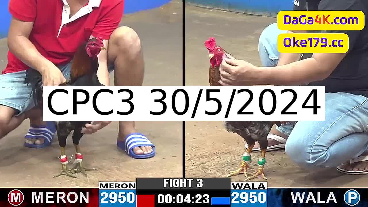 Full 49 Trận - Video đá gà trực tiếp CPC3 Campuchia ngày 30/5/2024