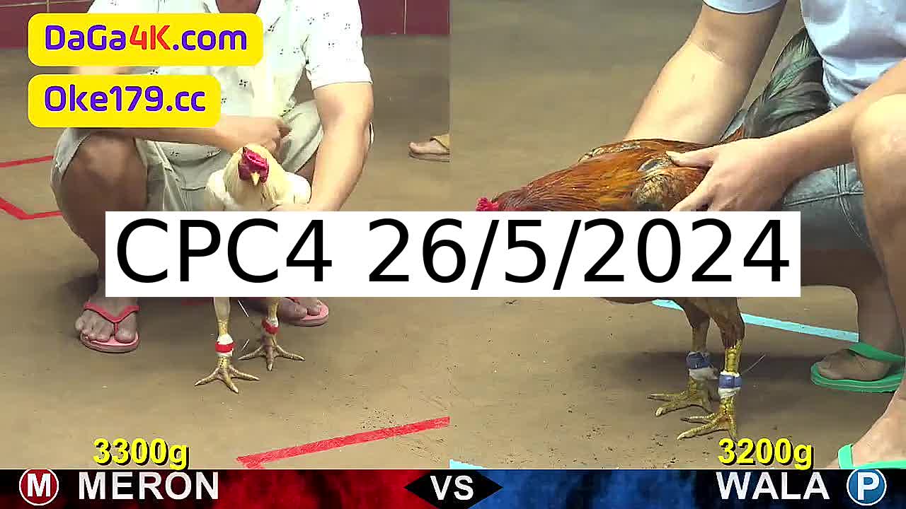 Full 31 Trận - Video đá gà trực tiếp CPC4 Campuchia ngày 26/5/2024