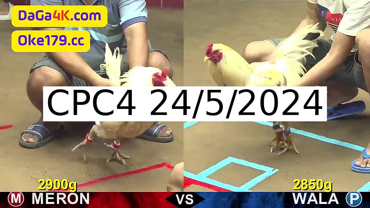 Full 31 Trận - Video đá gà trực tiếp CPC4 Campuchia ngày 24/5/2024