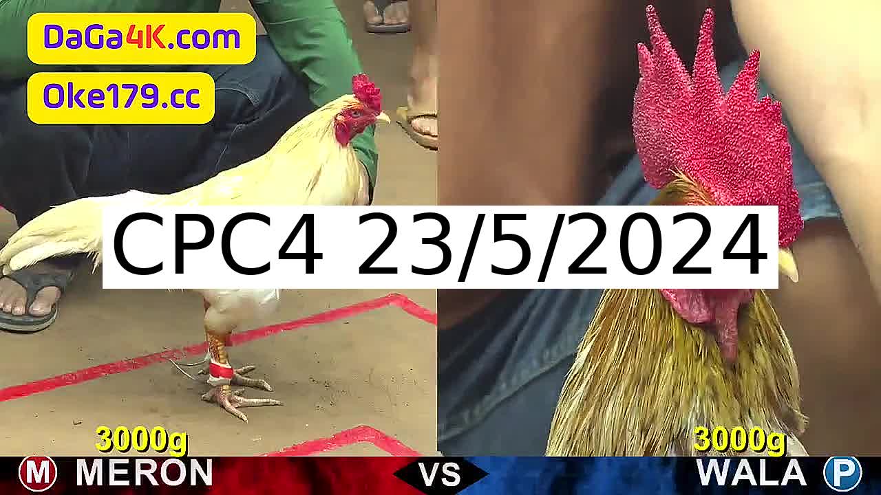 Full 34 Trận - Video đá gà trực tiếp CPC4 Campuchia ngày 23/5/2024