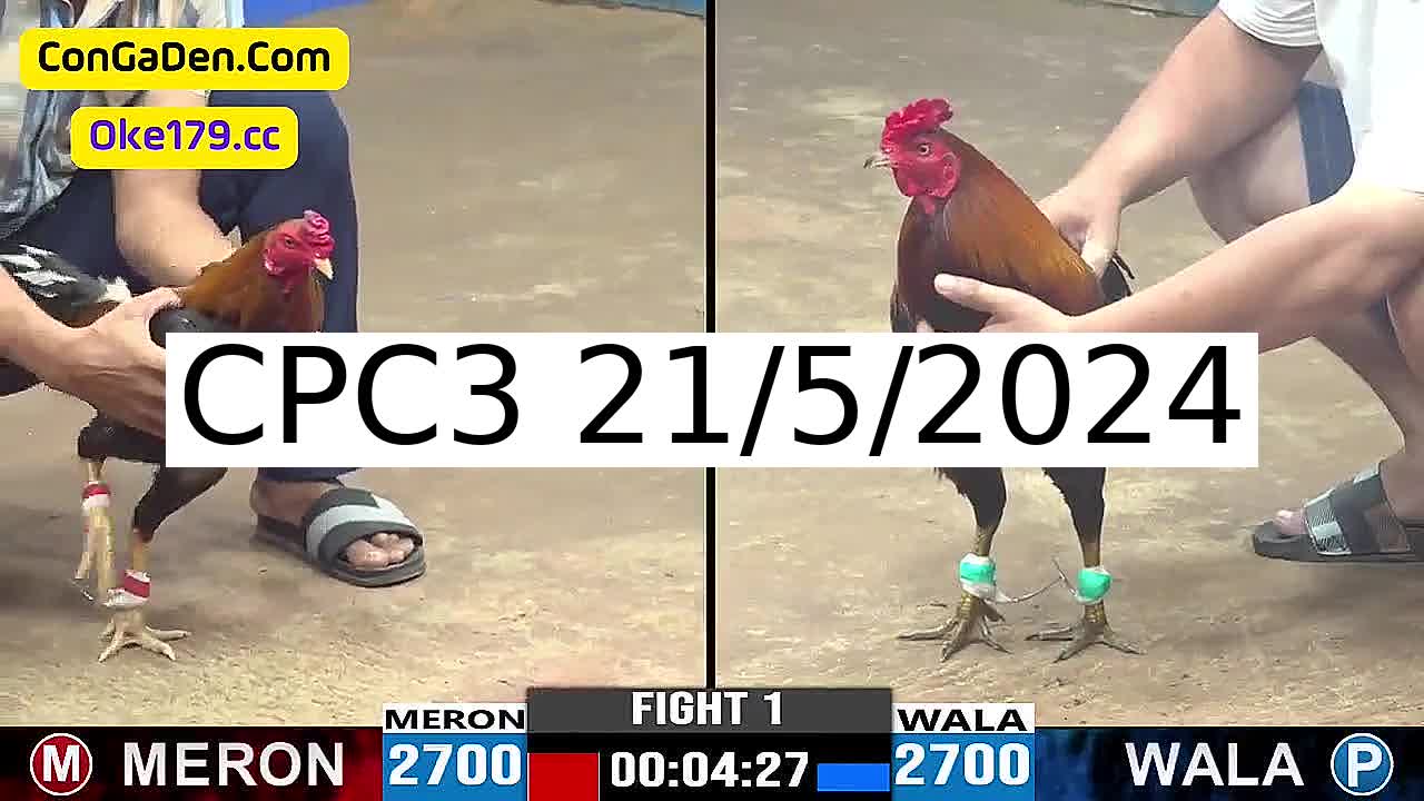 Full 36 Trận - Video đá gà trực tiếp CPC3 Campuchia ngày 21/5/2024