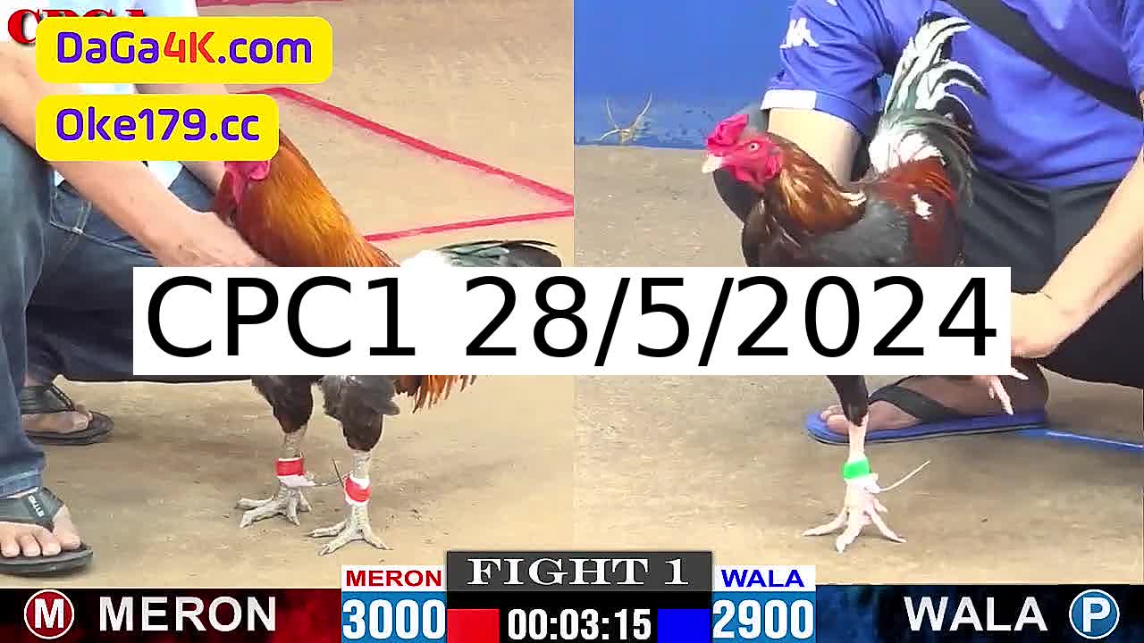 Full 31 Trận - Video đá gà trực tiếp Thomo Campuchia ngày 28/5/2024