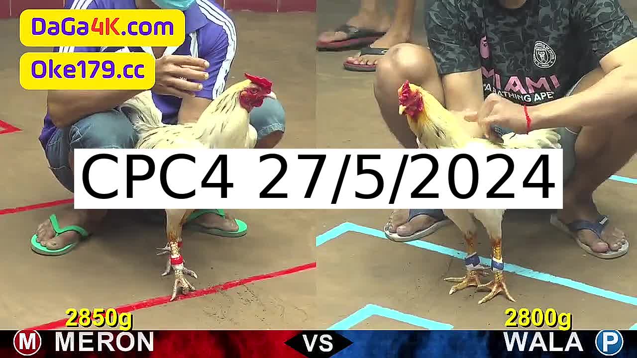 Full 26 Trận - Video đá gà trực tiếp CPC4 Campuchia ngày 27/5/2024