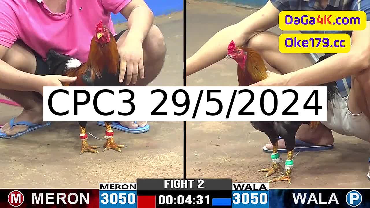 Full 36 Trận - Video đá gà trực tiếp CPC3 Campuchia ngày 29/5/2024