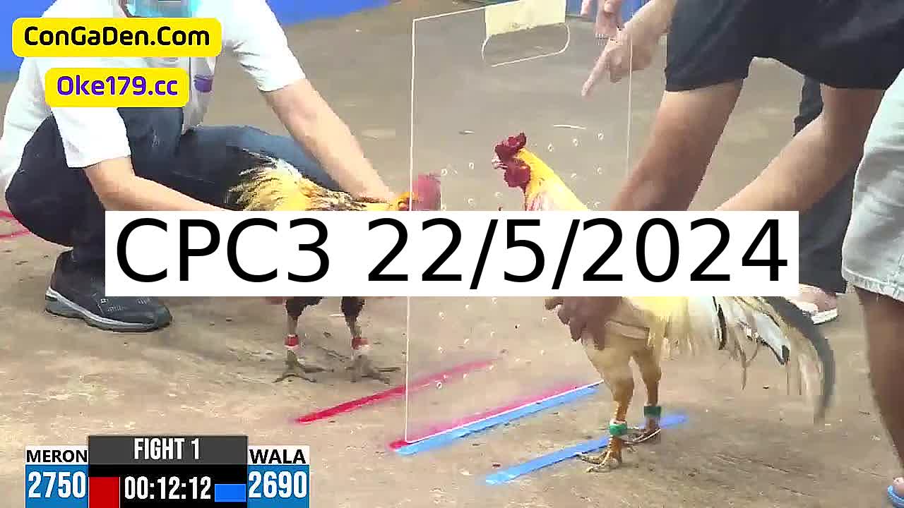 Full 26 Trận - Video đá gà trực tiếp CPC3 Campuchia ngày 22/5/2024