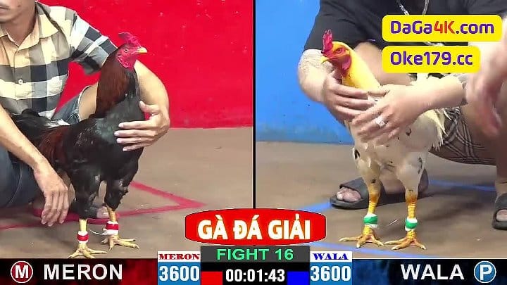 Trận Gà Giải Của Bồ Gà C3 vs A.Kẽm VC Siêu Cúp Thomo Đá Gà Giải C2 Ngày 31/5/2024