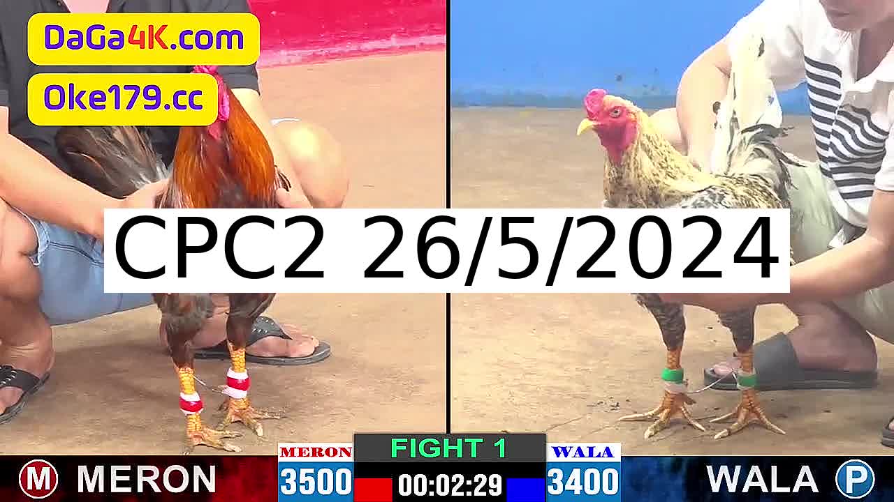 Full 49 Trận - Video đá gà trực tiếp Thomo Campuchia ngày 26/5/2024