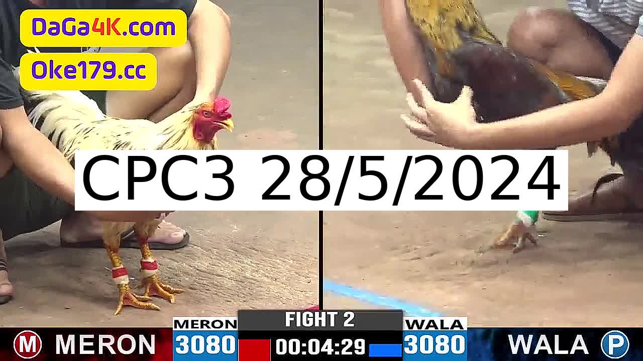 Full 34 Trận - Video đá gà trực tiếp CPC3 Campuchia ngày 28/5/2024