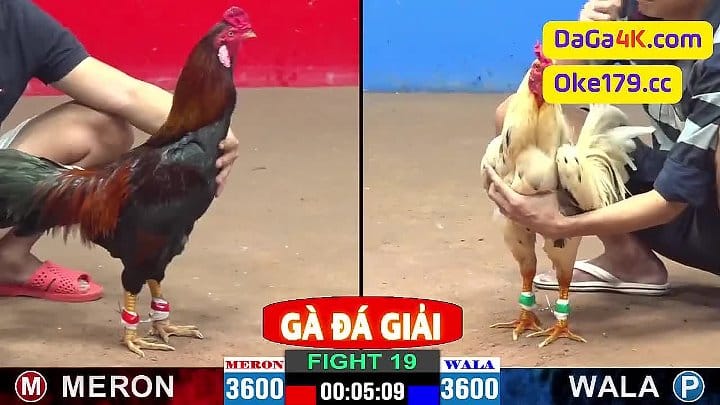 Trận 19 Đá Gà Giải Của A.Phước Cần Thơ vs A.Ty Vũng Tàu Đá Gà Giải C2 31/5/2024