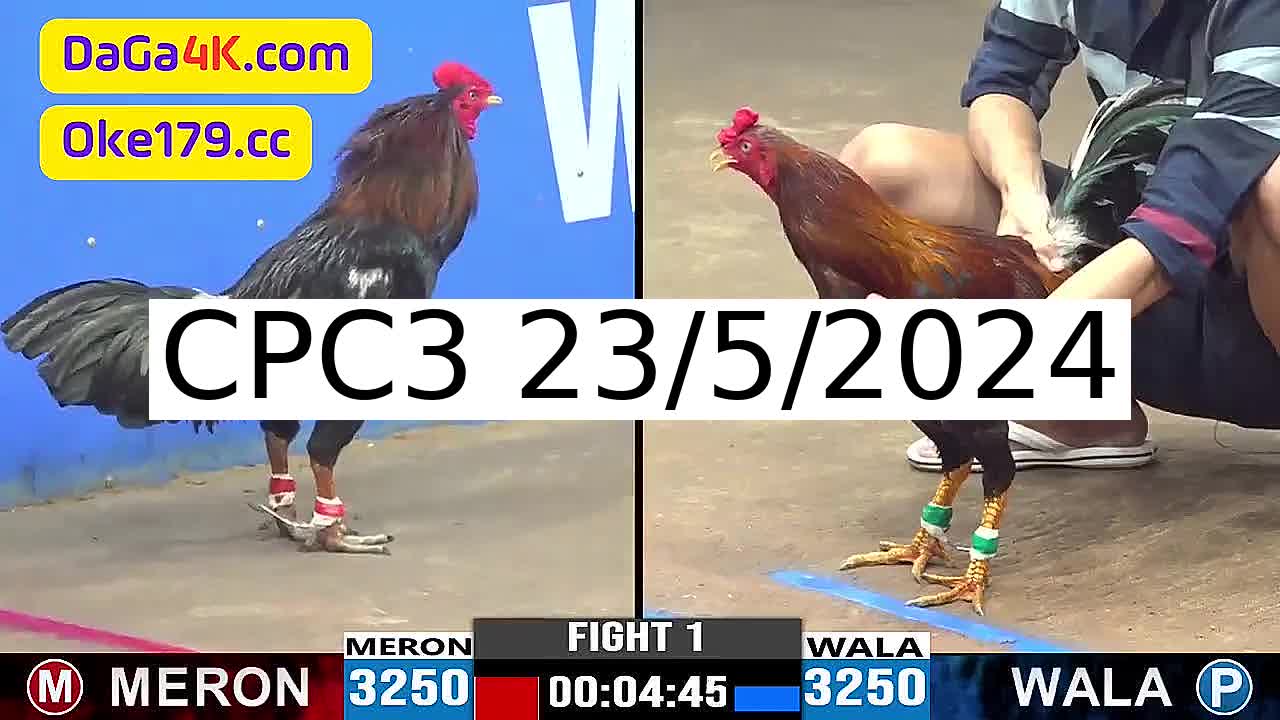 Full 44 Trận - Video đá gà trực tiếp CPC3 Campuchia ngày 23/5/2024