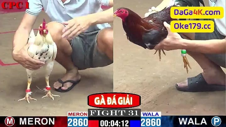 Trận Gà Giải #31 Giữ AZ888 vs A. Ba Trà Cú Đá Gà Giải Tự Do C1 Thomo 10/6/2024