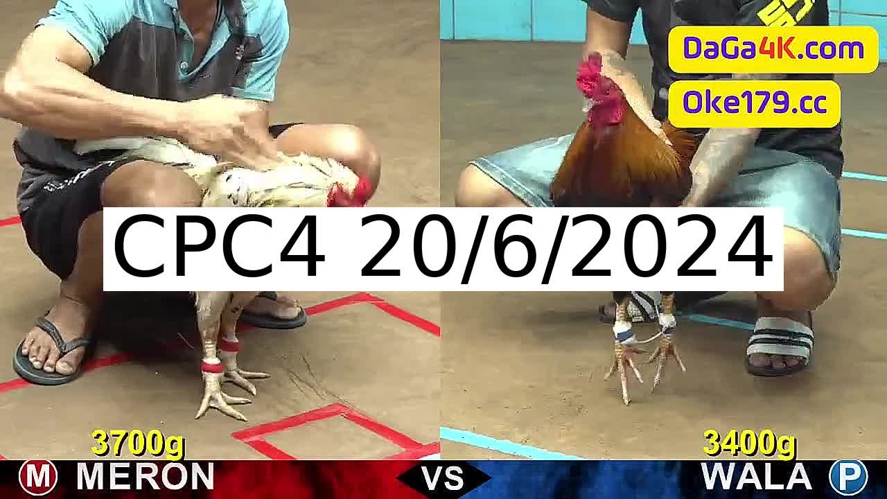 Full 27 Trận - Video đá gà trực tiếp CPC4 Campuchia ngày 20/6/2024