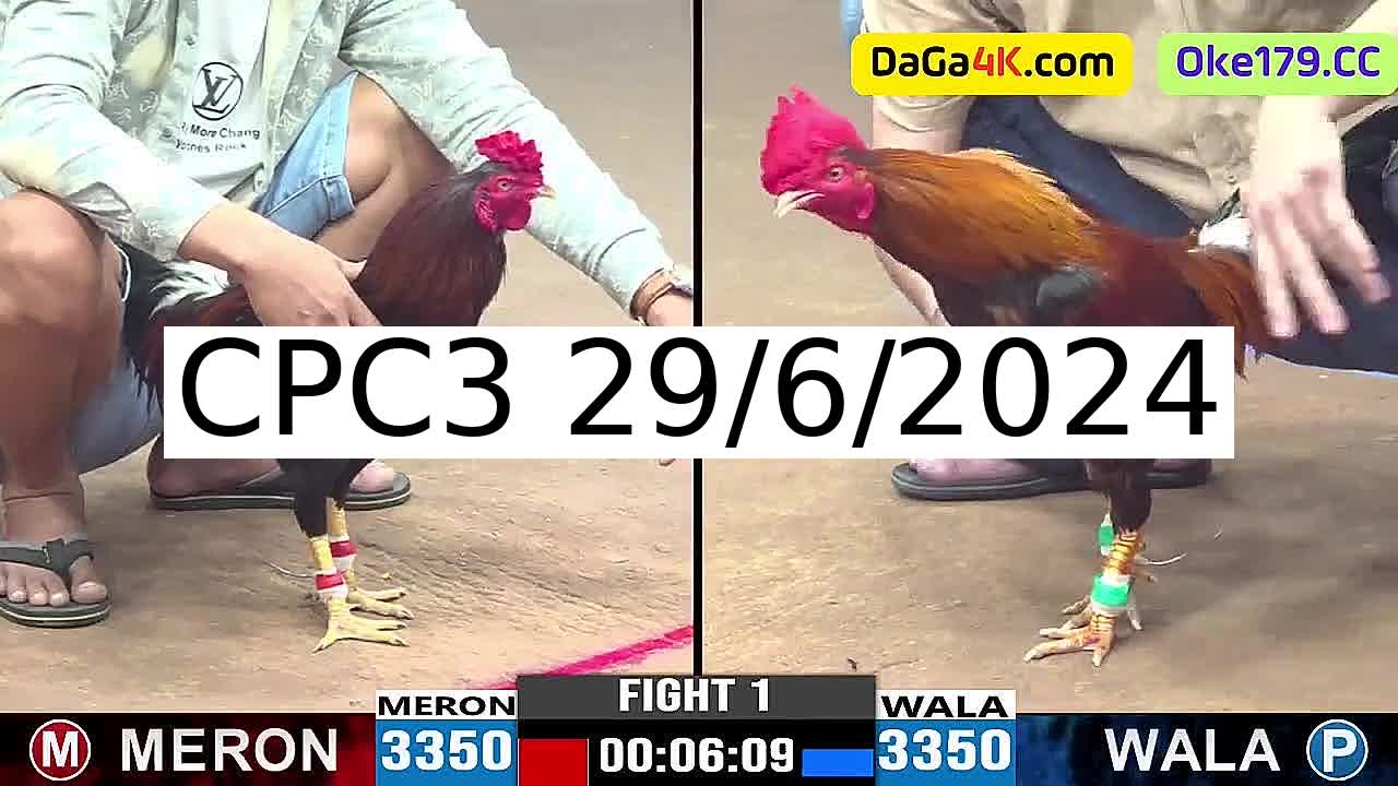 Full 44 Trận - Video đá gà trực tiếp CPC3 Campuchia ngày 29/6/2024