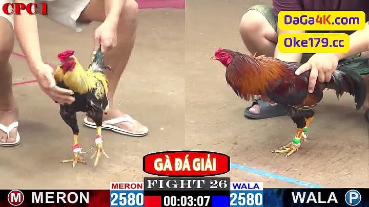 Anh Bé Năm 3đ vs anh Vũ Mập A 6đ - Trận đá giải tại Thomo ngày 10/6/2024