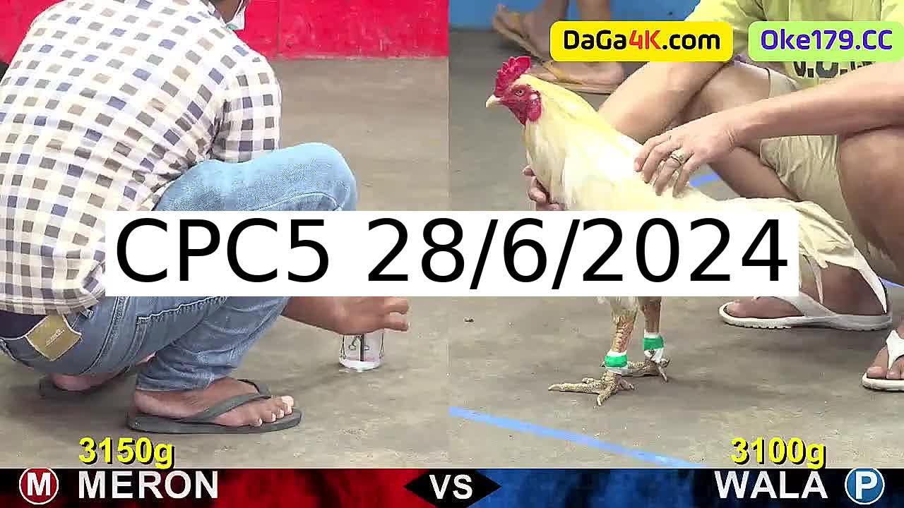 Full 17 Trận - Video đá gà trực tiếp CPC5 Campuchia ngày 28/6/2024