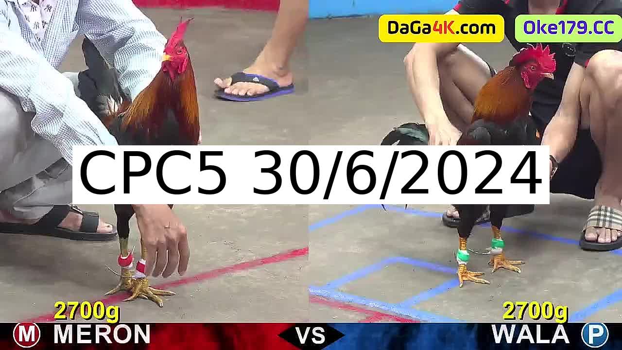 Full 37 Trận - Video đá gà trực tiếp CPC5 Campuchia ngày 30/6/2024