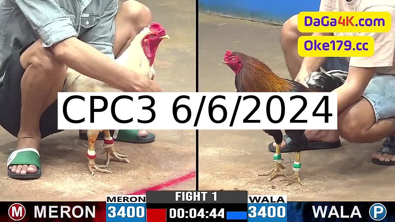 Full 40 Trận - Video đá gà trực tiếp CPC3 Campuchia ngày 6/6/2024