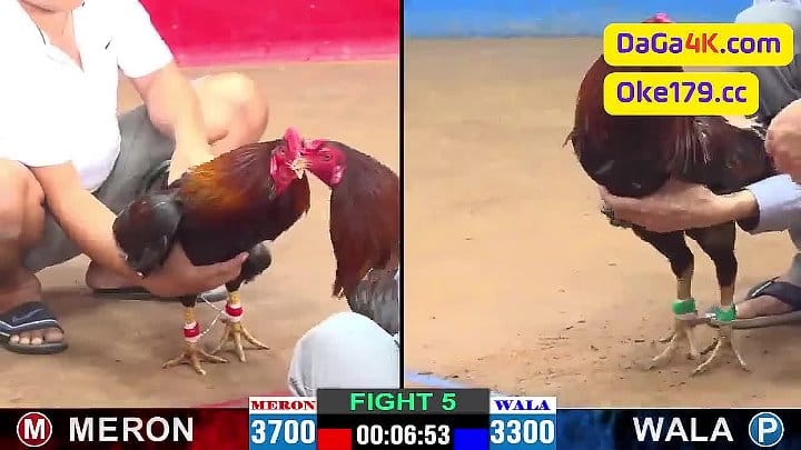 Anh Thọ vs Anh Thanh chấp 400g đỏ ăn 7 xổ 50 - Tại Thomo 5/6/2024