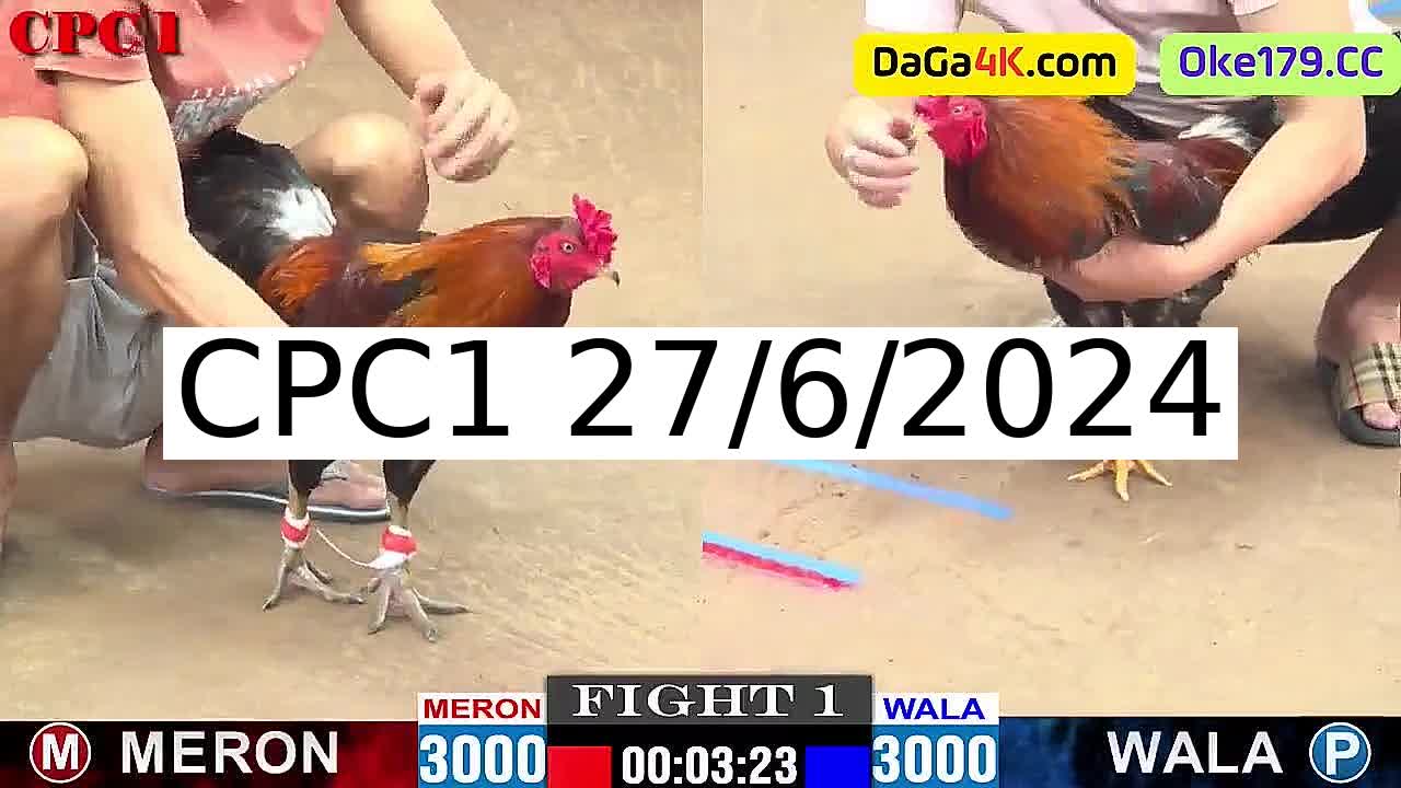 Full 17 Trận - Video đá gà trực tiếp Thomo Campuchia ngày 27/6/2024