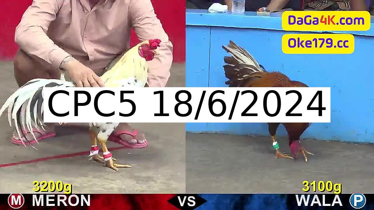 Full 18 Trận - Video đá gà trực tiếp CPC5 Campuchia ngày 18/6/2024