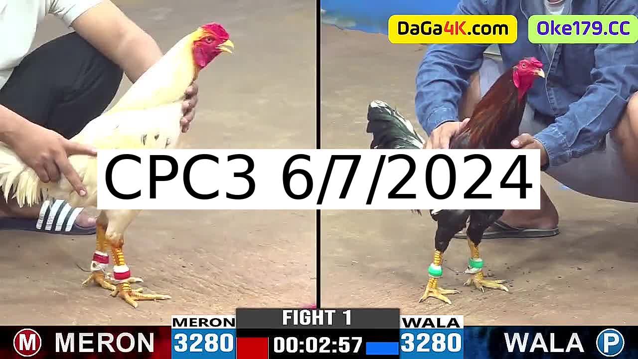 Full 42 Trận - Video đá gà trực tiếp CPC3 Campuchia ngày 6/7/2024