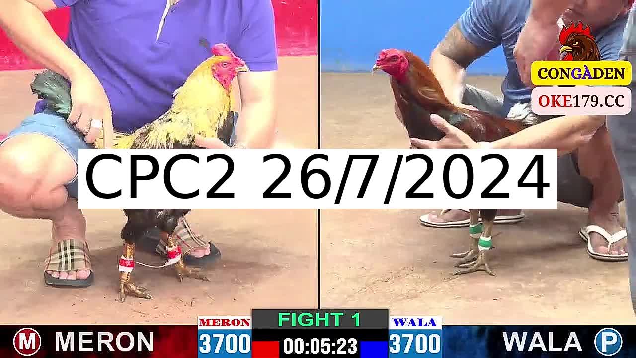 Full 42 Trận - Video đá gà trực tiếp Thomo Campuchia ngày 26/7/2024