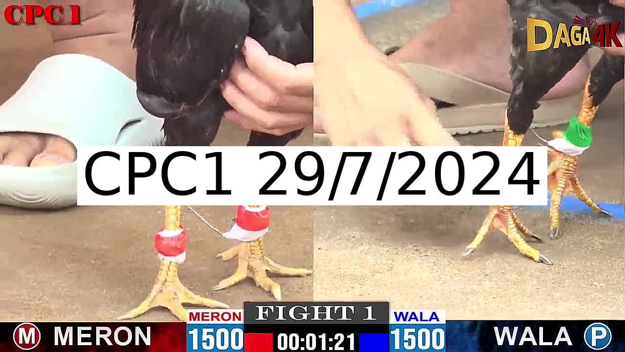 Full 39 Trận - Video đá gà trực tiếp Thomo Campuchia ngày 29/7/2024