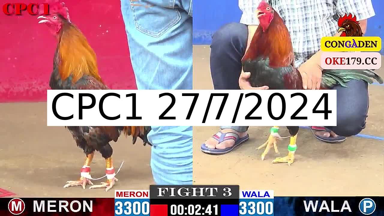 Full 11 Trận - Video đá gà trực tiếp Thomo Campuchia ngày 27/7/2024