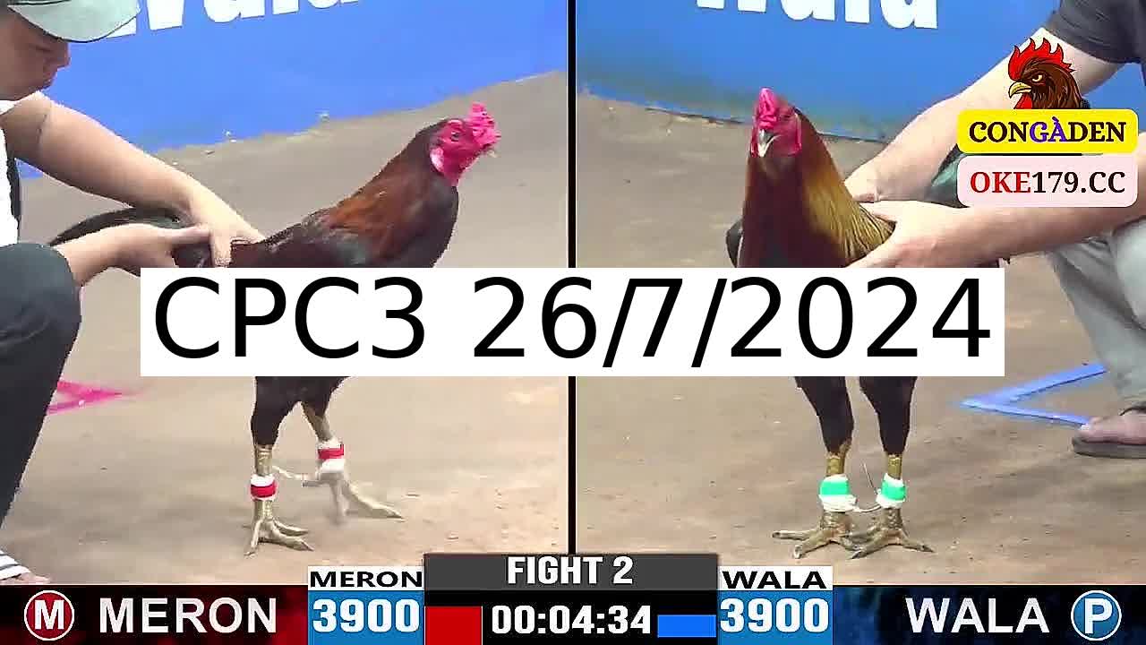 Full 56 Trận - Video đá gà trực tiếp CPC3 Campuchia ngày 26/7/2024