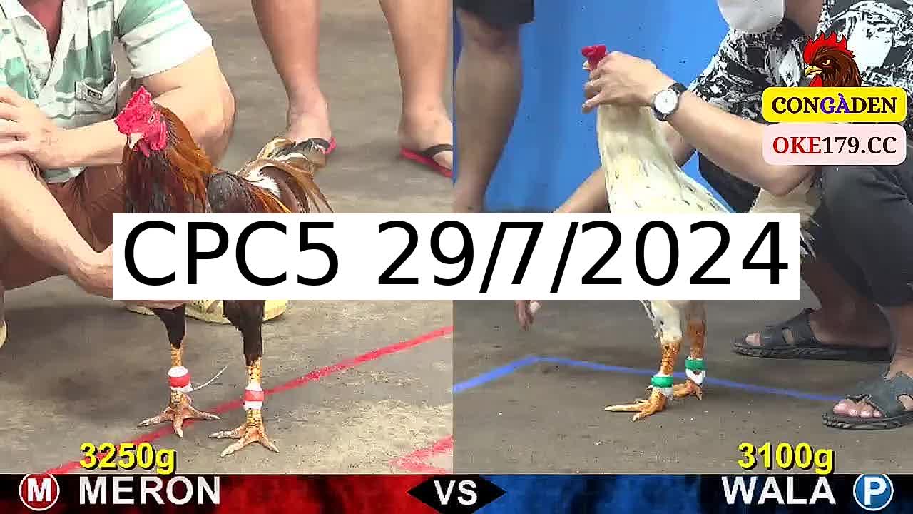 Full 30 Trận - Video đá gà trực tiếp CPC5 Campuchia ngày 29/7/2024