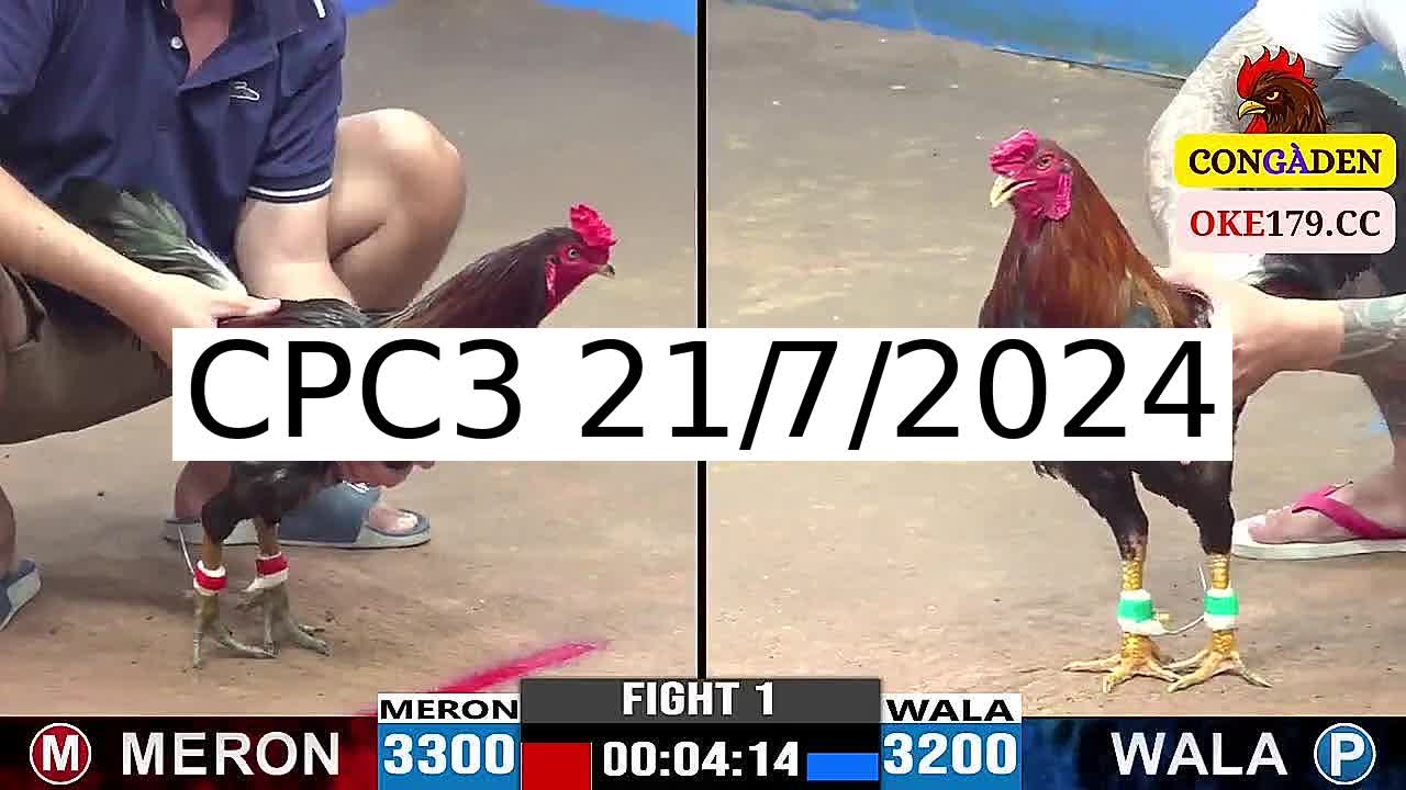 Full 28 Trận - Video đá gà trực tiếp CPC3 Campuchia ngày 21/7/2024