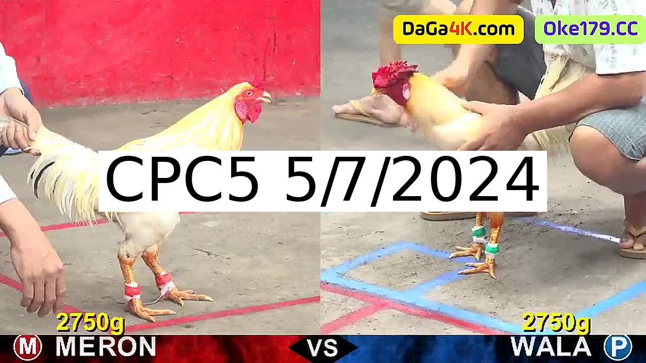 Full 22 Trận - Video đá gà trực tiếp CPC5 Campuchia ngày 5/7/2024