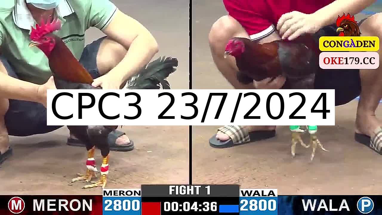 Full 31 Trận - Video đá gà trực tiếp CPC3 Campuchia ngày 23/7/2024