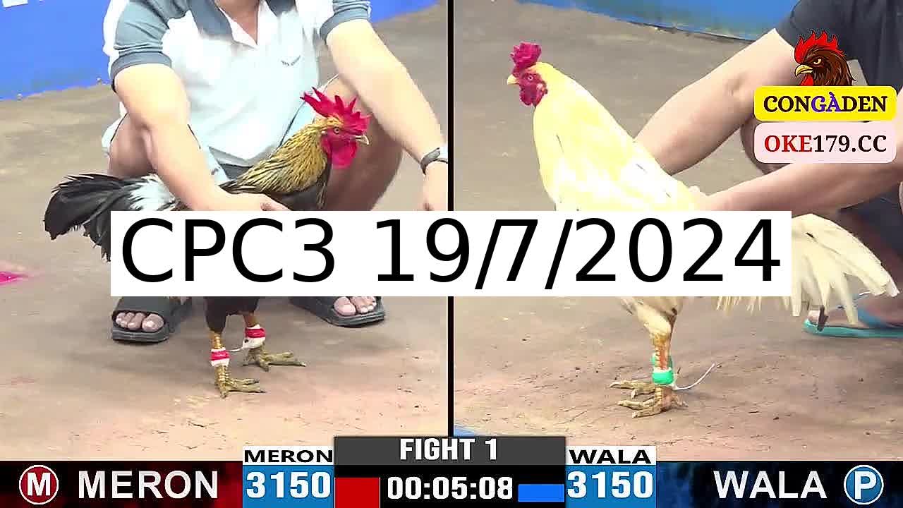 Full 30 Trận - Video đá gà trực tiếp CPC3 Campuchia ngày 19/7/2024