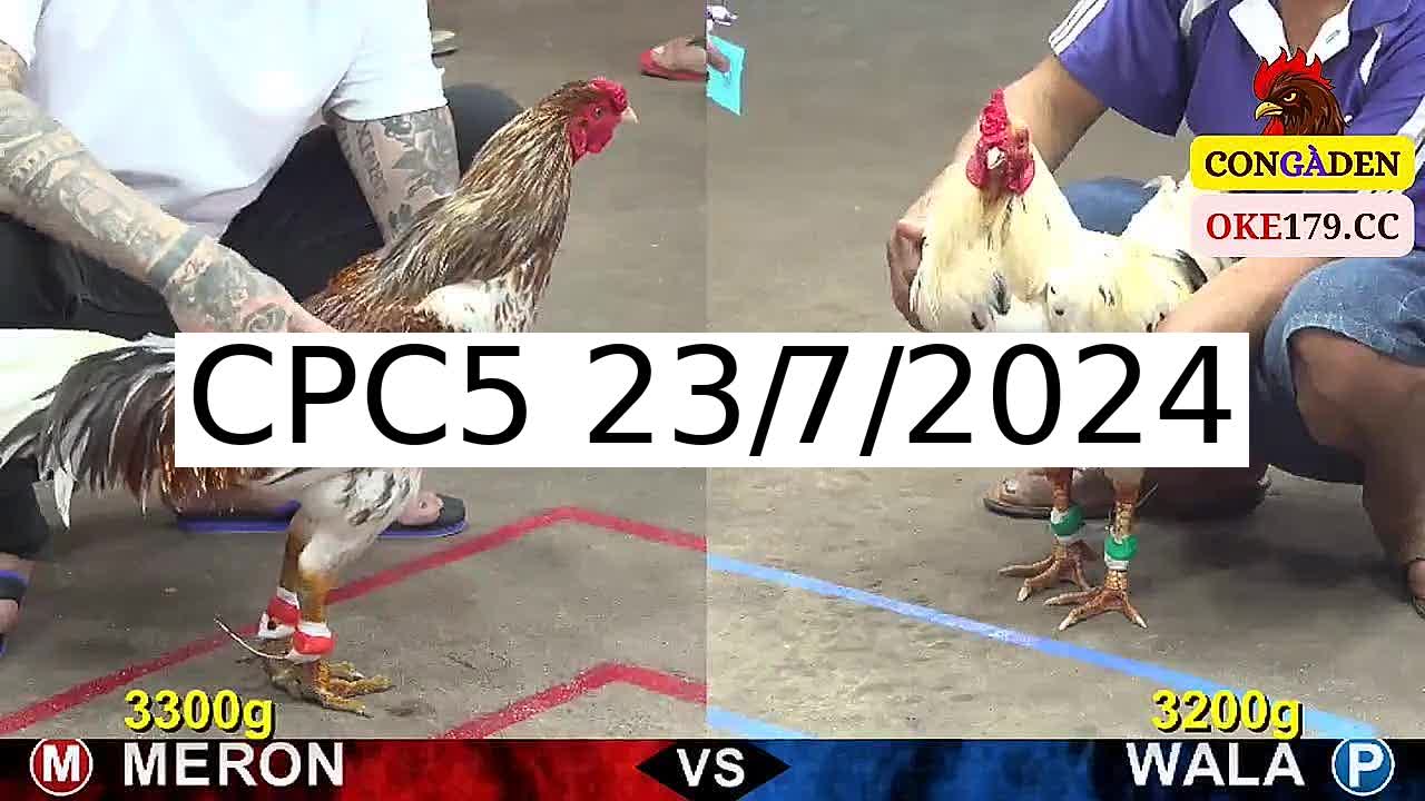 Full 39 Trận - Video đá gà trực tiếp CPC5 Campuchia ngày 23/7/2024