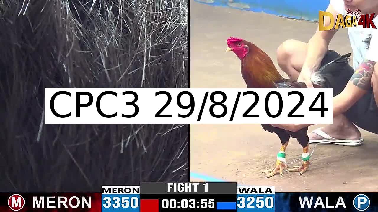 Full 38 Trận - Video đá gà trực tiếp CPC3 Campuchia ngày 29/8/2024