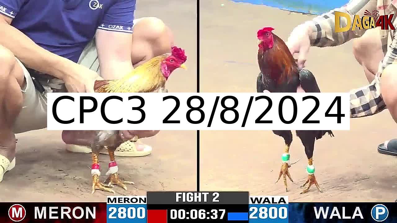 Full 43 Trận - Video đá gà trực tiếp CPC3 Campuchia ngày 28/8/2024