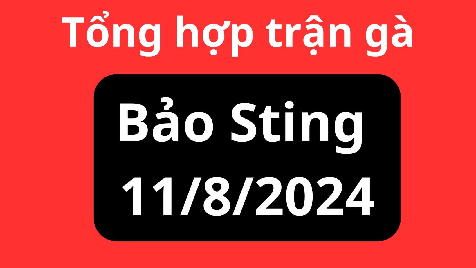 Tổng hợp 7 trận của anh Bảo Sting tham gia đá gà C3 ngày 11/8/2024