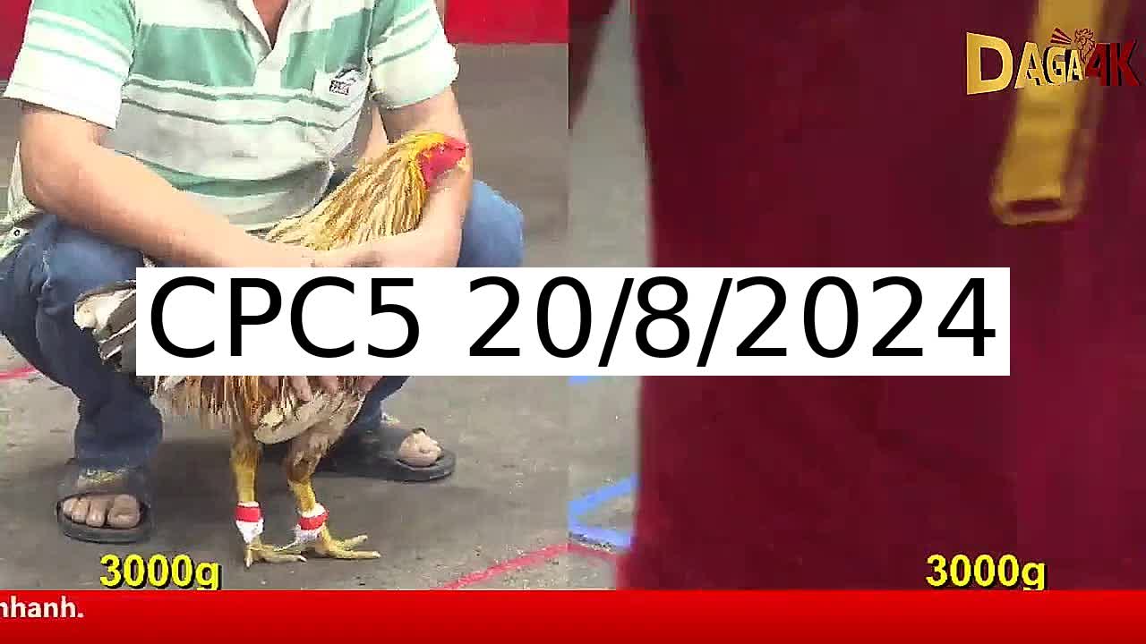 Full 41 Trận - Video đá gà trực tiếp CPC5 Campuchia ngày 20/8/2024