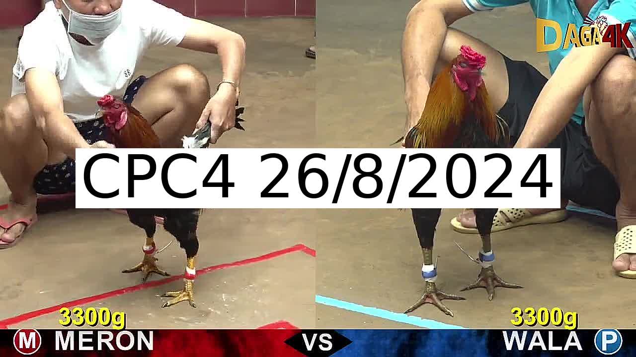 Full 22 Trận - Video đá gà trực tiếp CPC4 Campuchia ngày 26/8/2024