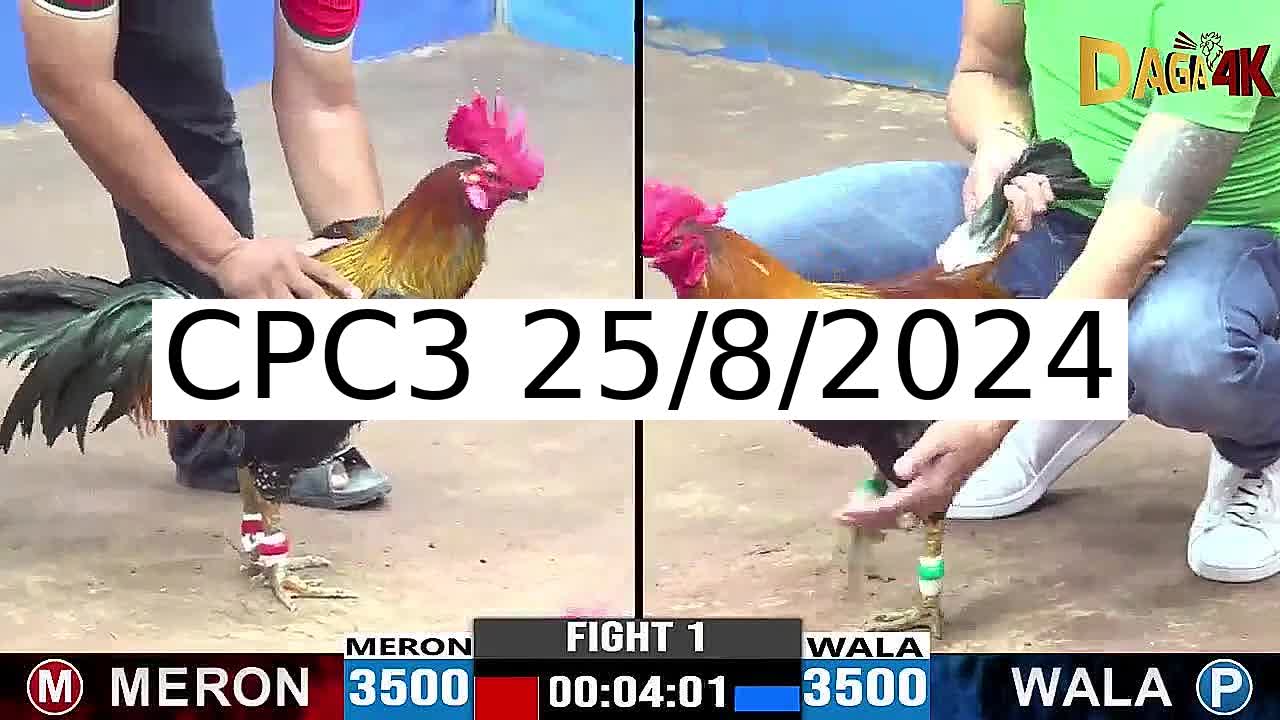 Full 36 Trận - Video đá gà trực tiếp CPC3 Campuchia ngày 25/8/2024