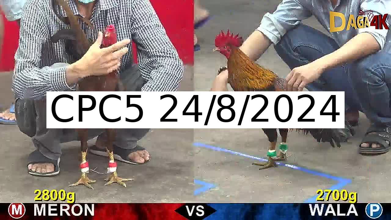 Full 25 Trận - Video đá gà trực tiếp CPC5 Campuchia ngày 24/8/2024