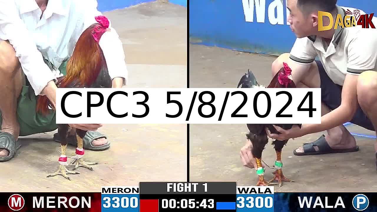 Full 24 Trận - Video đá gà trực tiếp CPC3 Campuchia ngày 5/8/2024