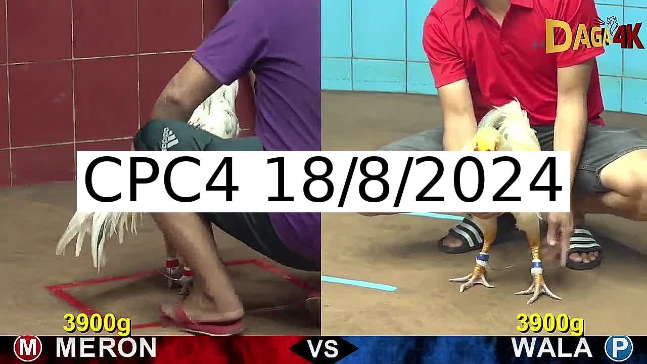 Full 19 Trận - Video đá gà trực tiếp CPC4 Campuchia ngày 18/8/2024