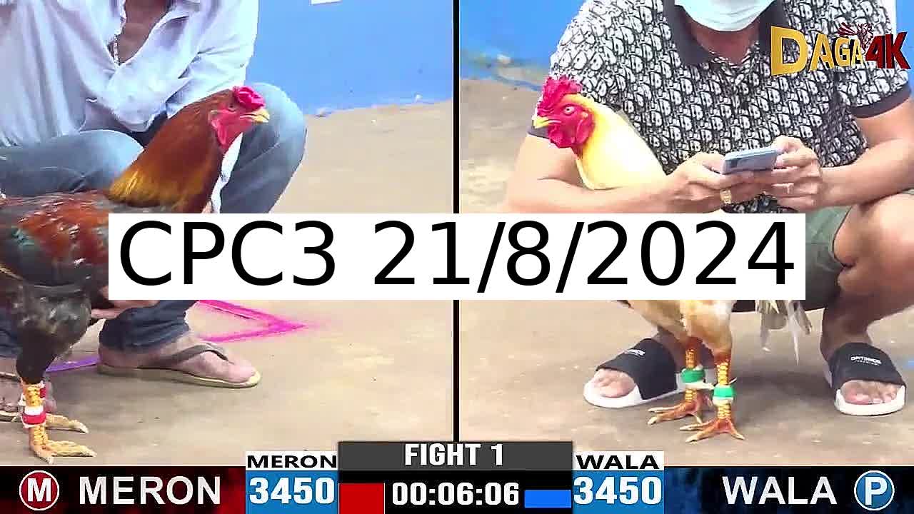 Full 36 Trận - Video đá gà trực tiếp CPC3 Campuchia ngày 21/8/2024