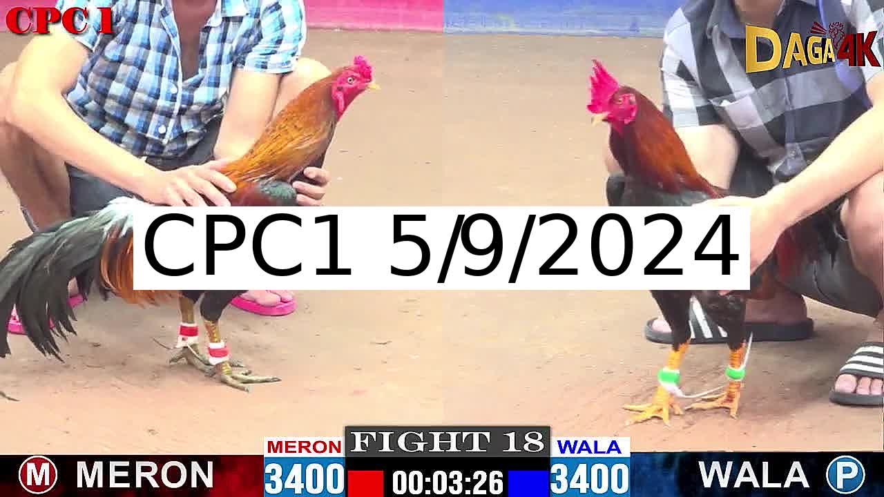 Full 46 Trận - Video đá gà trực tiếp Thomo Campuchia ngày 5/9/2024